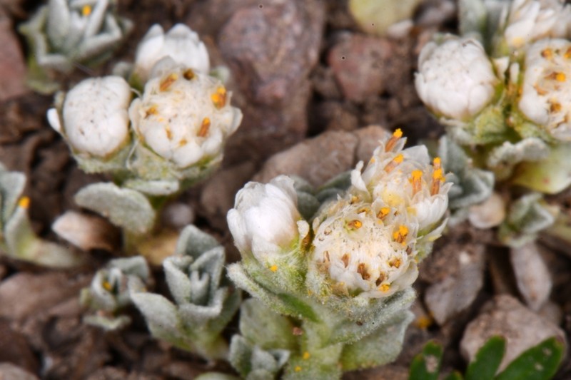 Kaibab Pussytoes photo 3