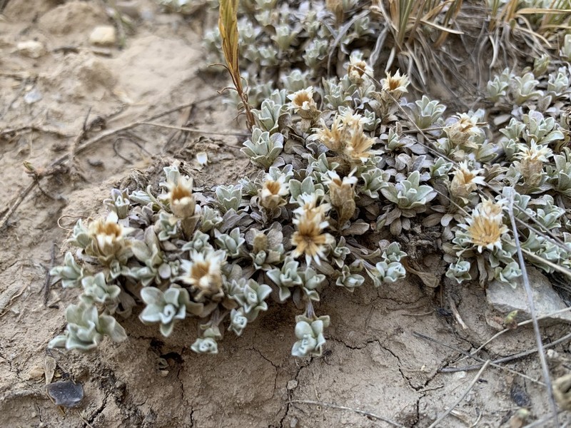 Kaibab Pussytoes photo 5