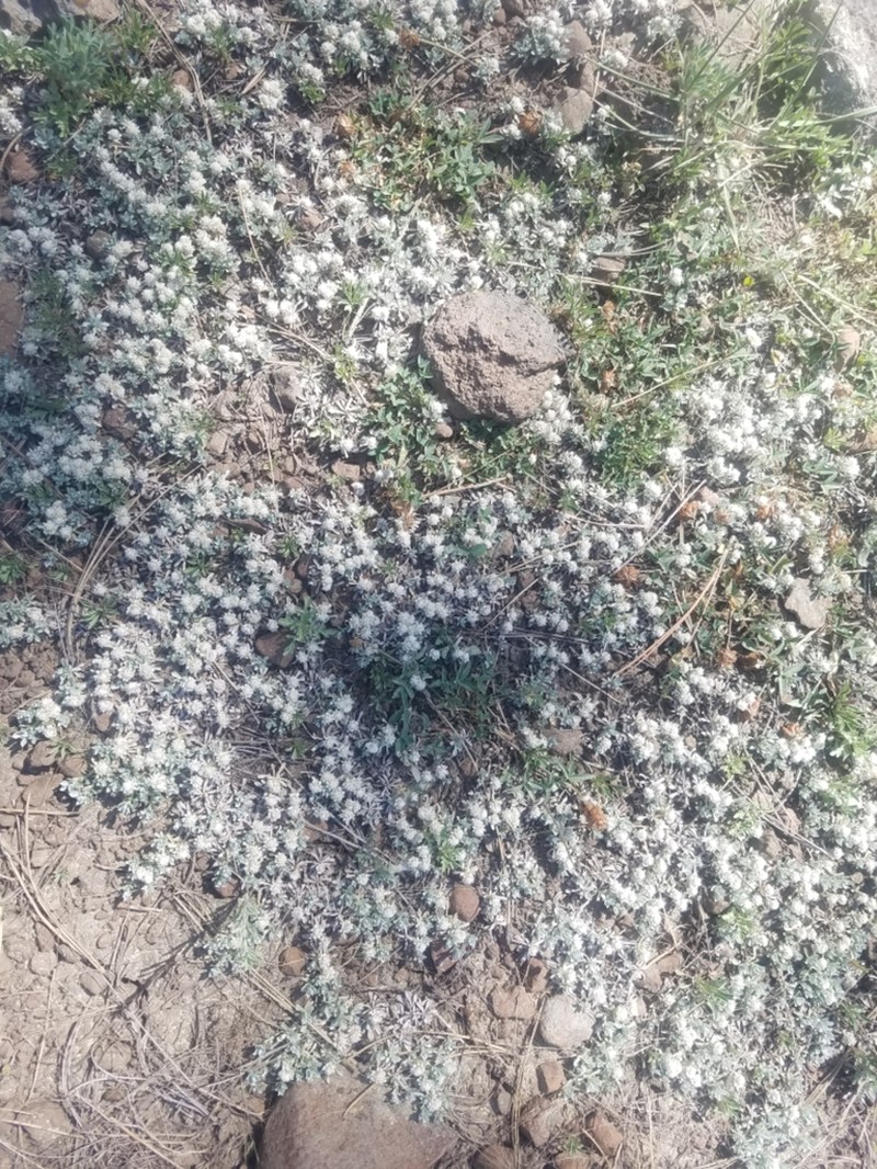 Kaibab Pussytoes photo 6