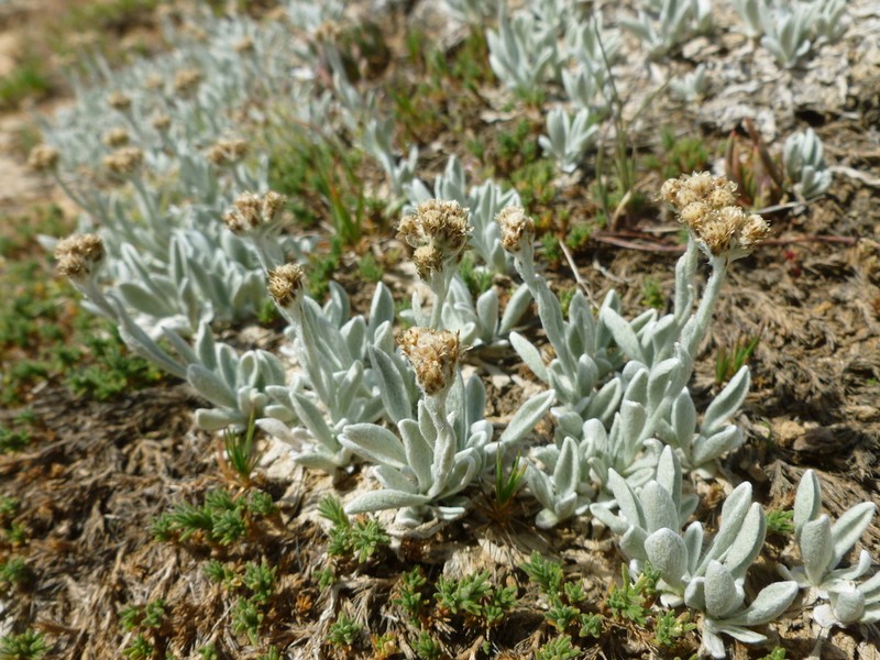 Antennaria sawyeri photo 3