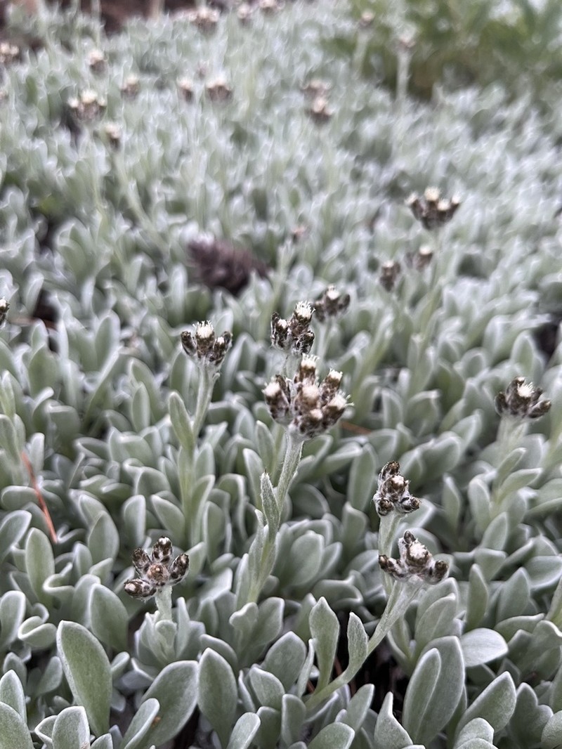 Antennaria sawyeri
