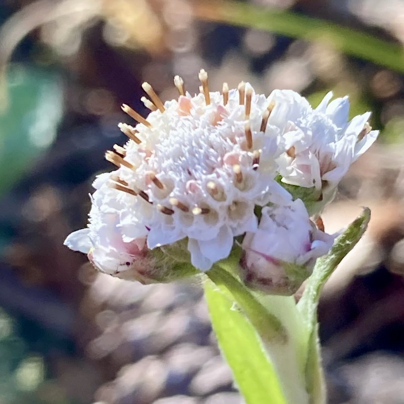 Singlehead Pussytoes