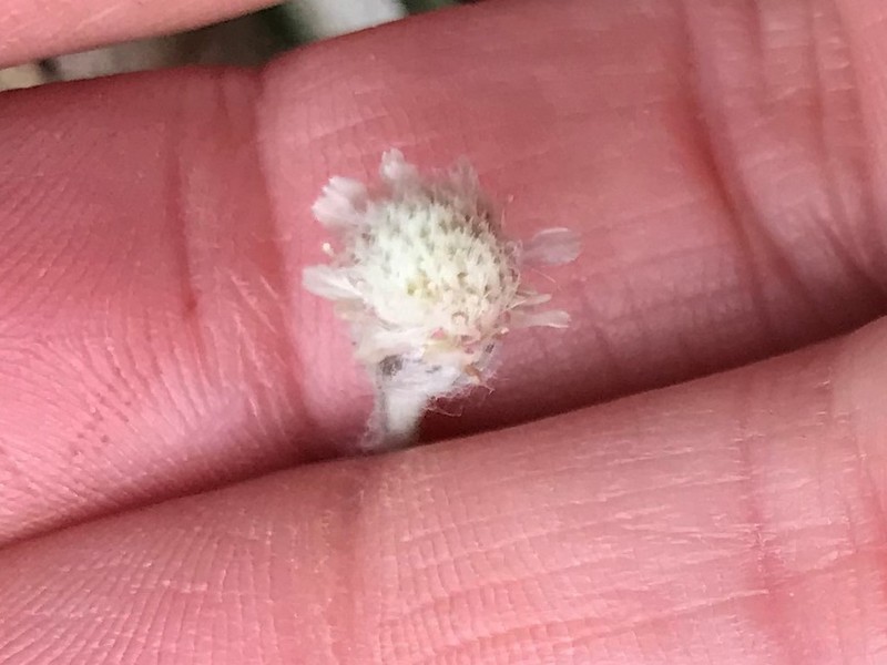 Singlehead Pussytoes photo 6