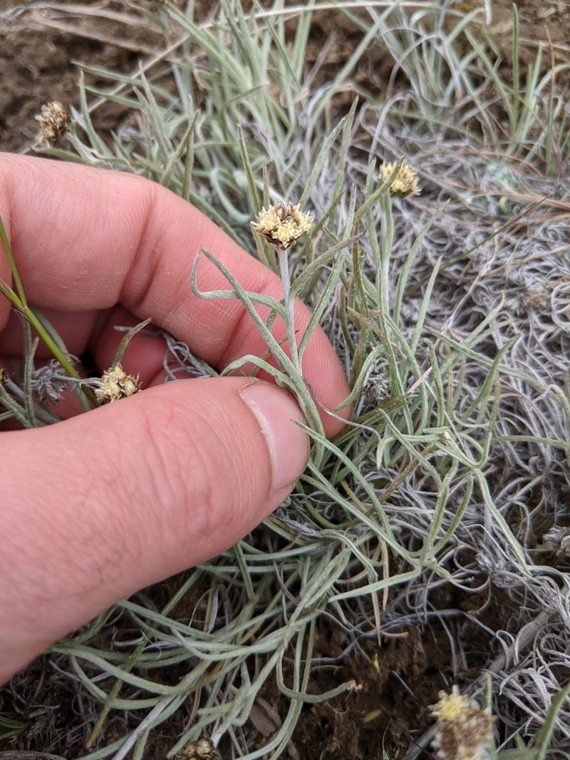 Narrowleaf Pussytoes photo 4