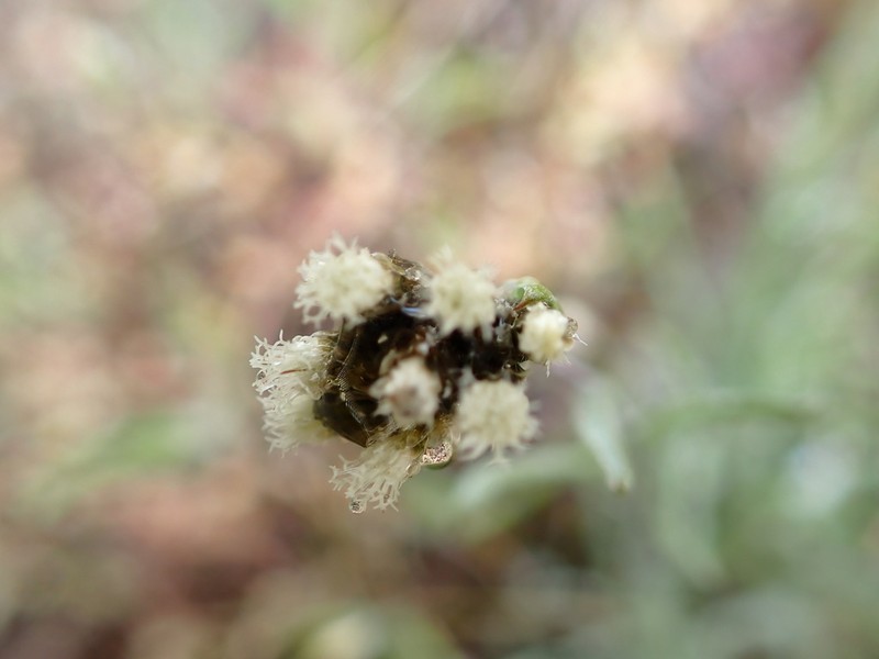 Narrowleaf Pussytoes photo 5