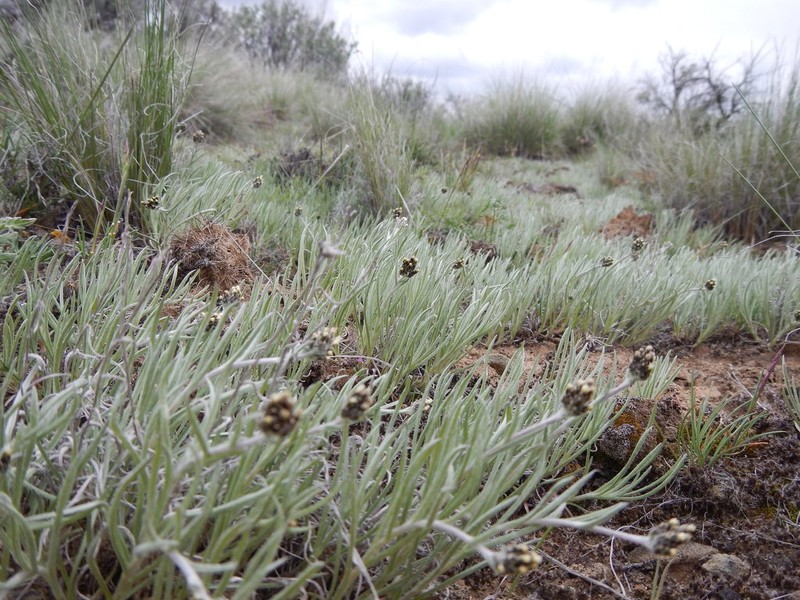 Narrowleaf Pussytoes photo 6
