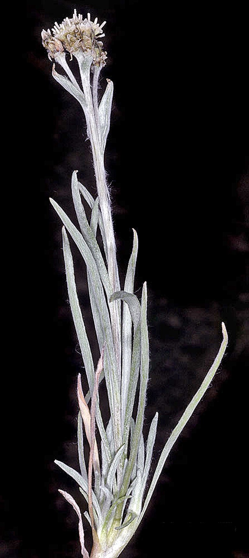 Narrowleaf Pussytoes photo 7