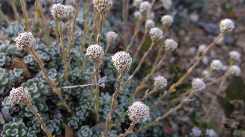 Evergreen Everlasting