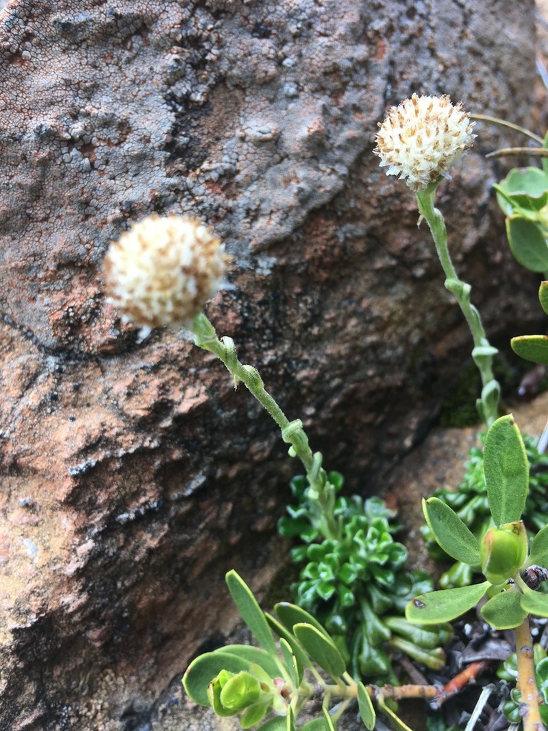 Evergreen Everlasting photo 2