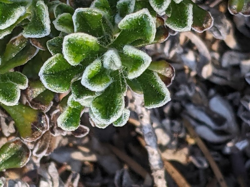 Evergreen Everlasting photo 4
