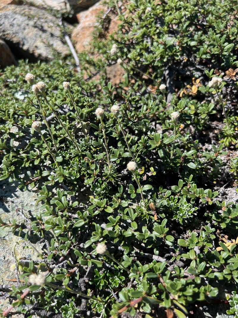 Evergreen Everlasting photo 5
