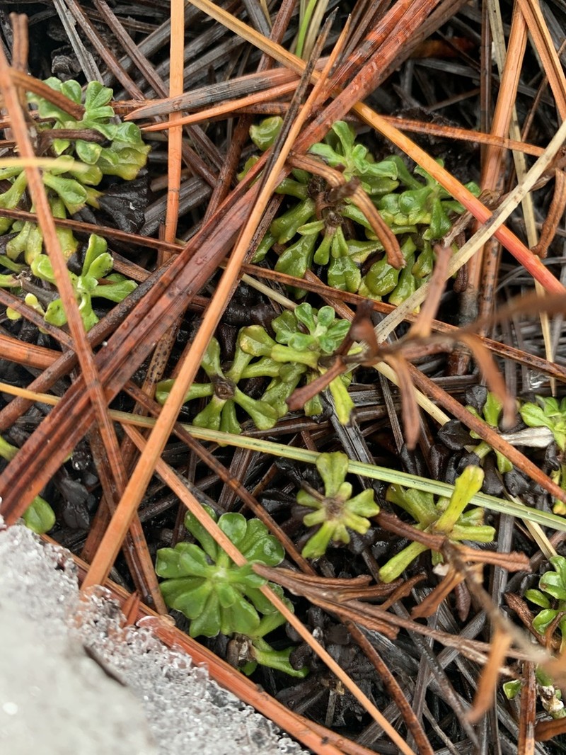 Evergreen Everlasting photo 6
