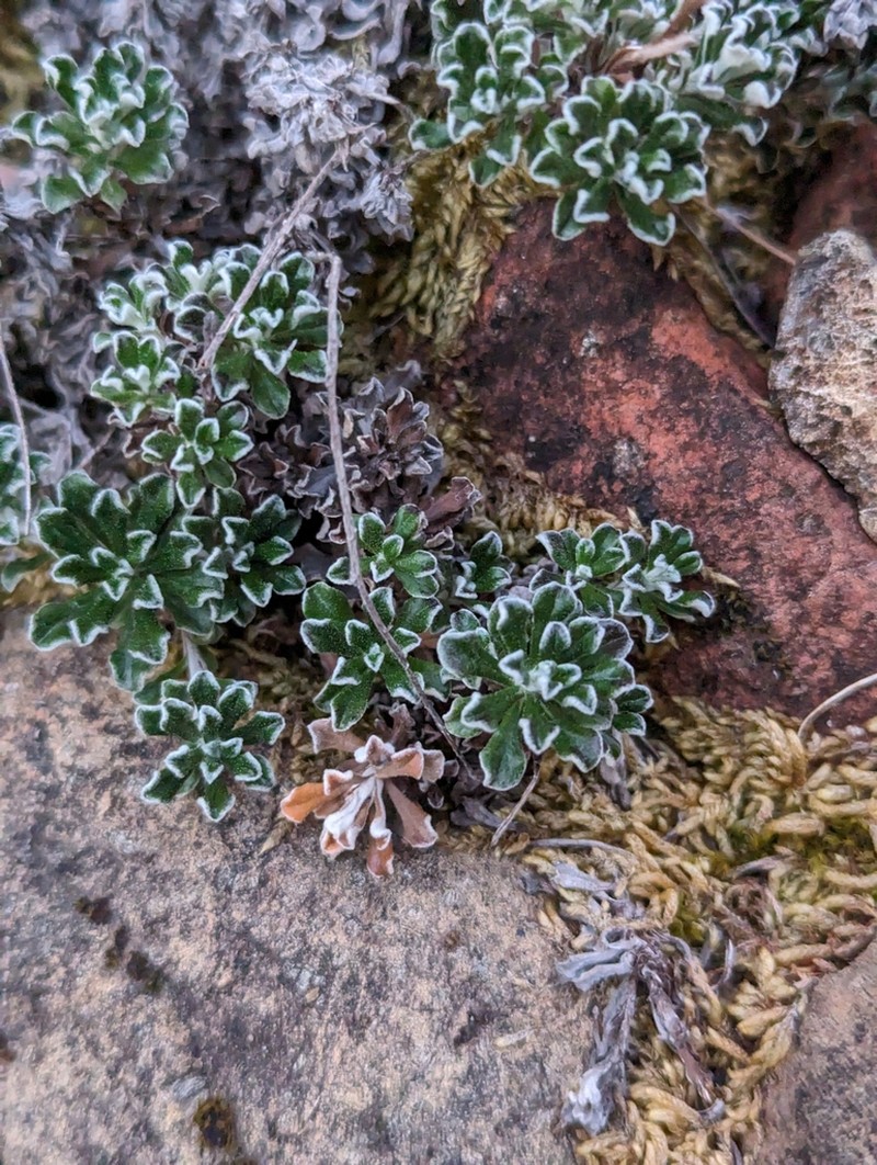 Evergreen Everlasting photo 7