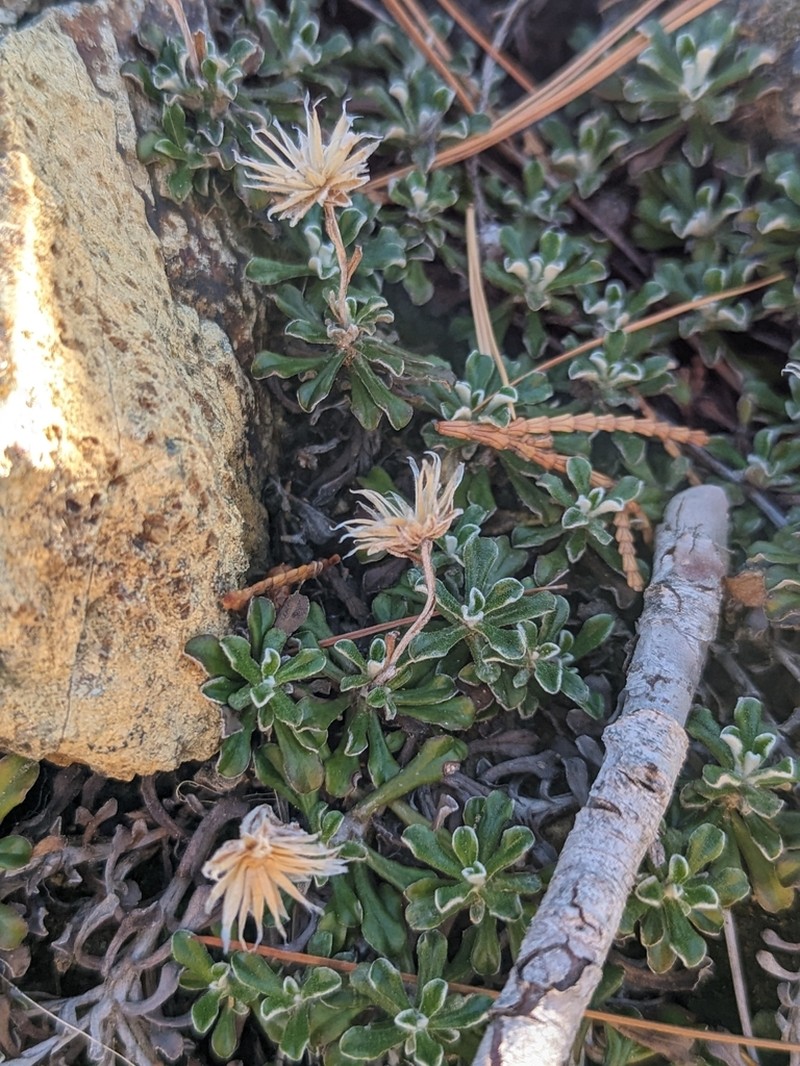 Evergreen Everlasting photo 8