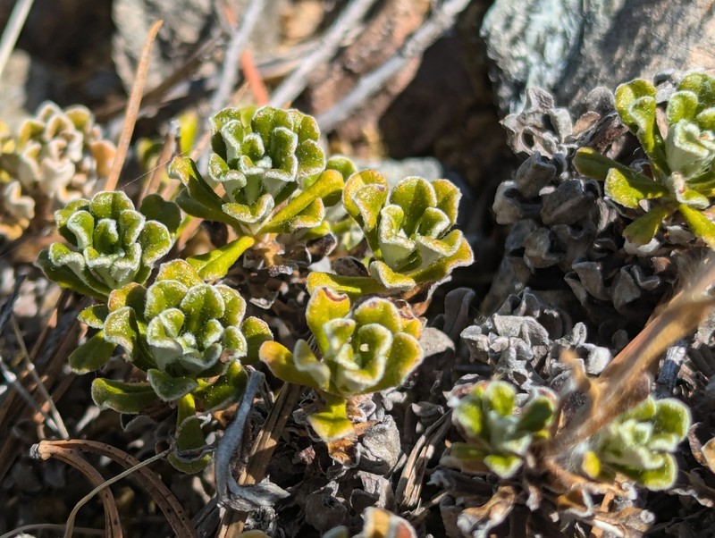 Evergreen Everlasting