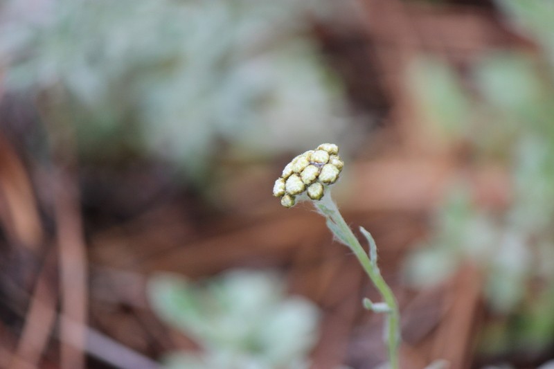 umber pussytoes photo 3