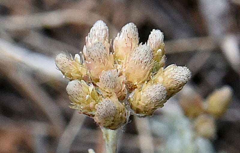 umber pussytoes photo 7