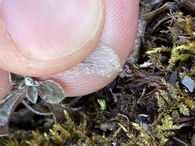 Shale Barren Pussytoes photo 4