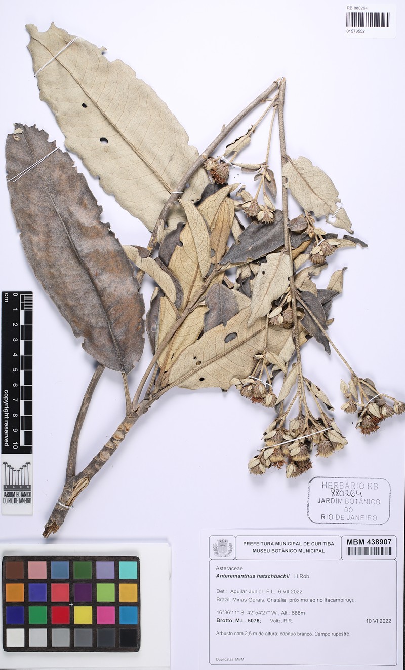 Anteremanthus hatschbachii photo 2