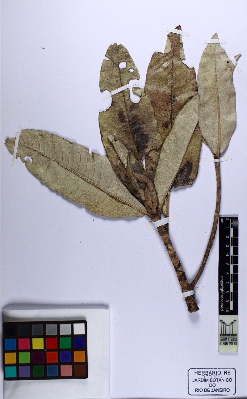 Anteremanthus hatschbachii photo 3