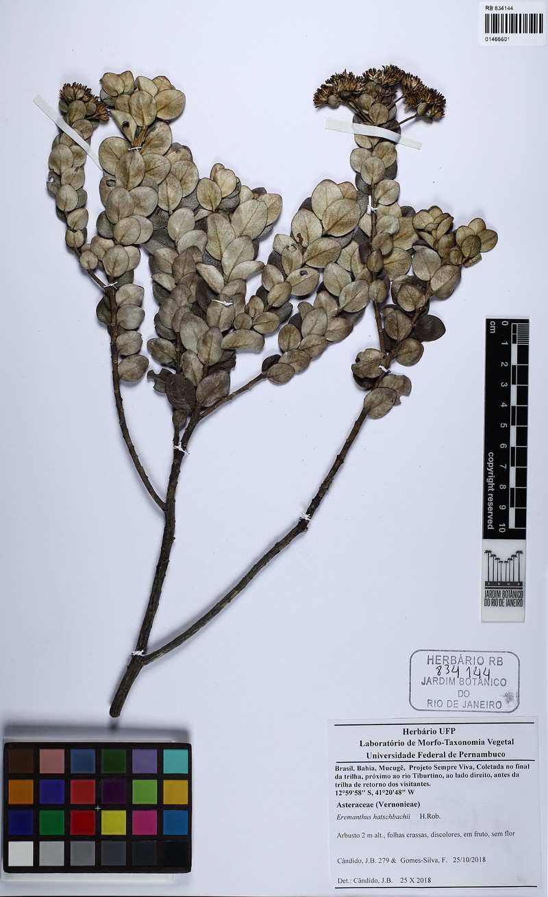 Anteremanthus hatschbachii photo 4