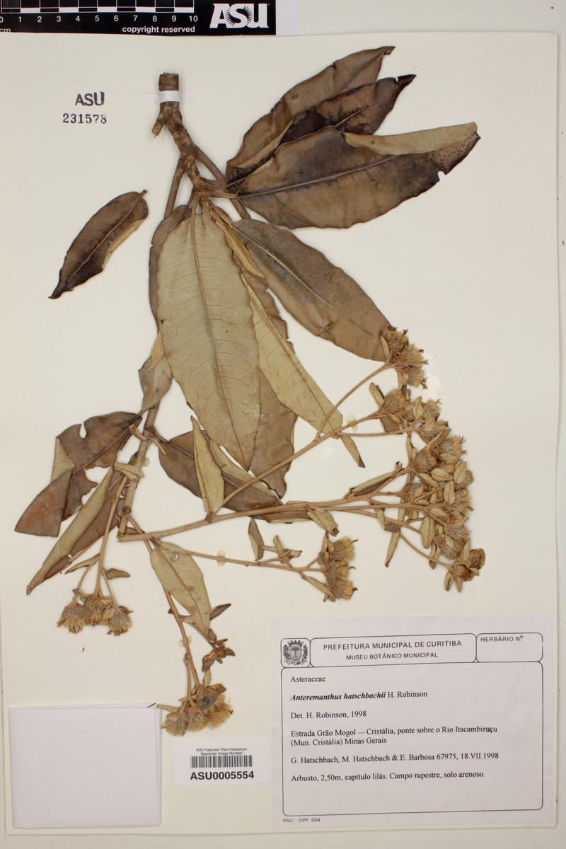 Anteremanthus hatschbachii photo 5