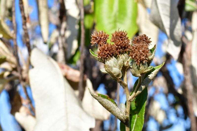 Anteremanthus hatschbachii