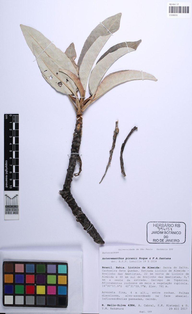 Anteremanthus piranii