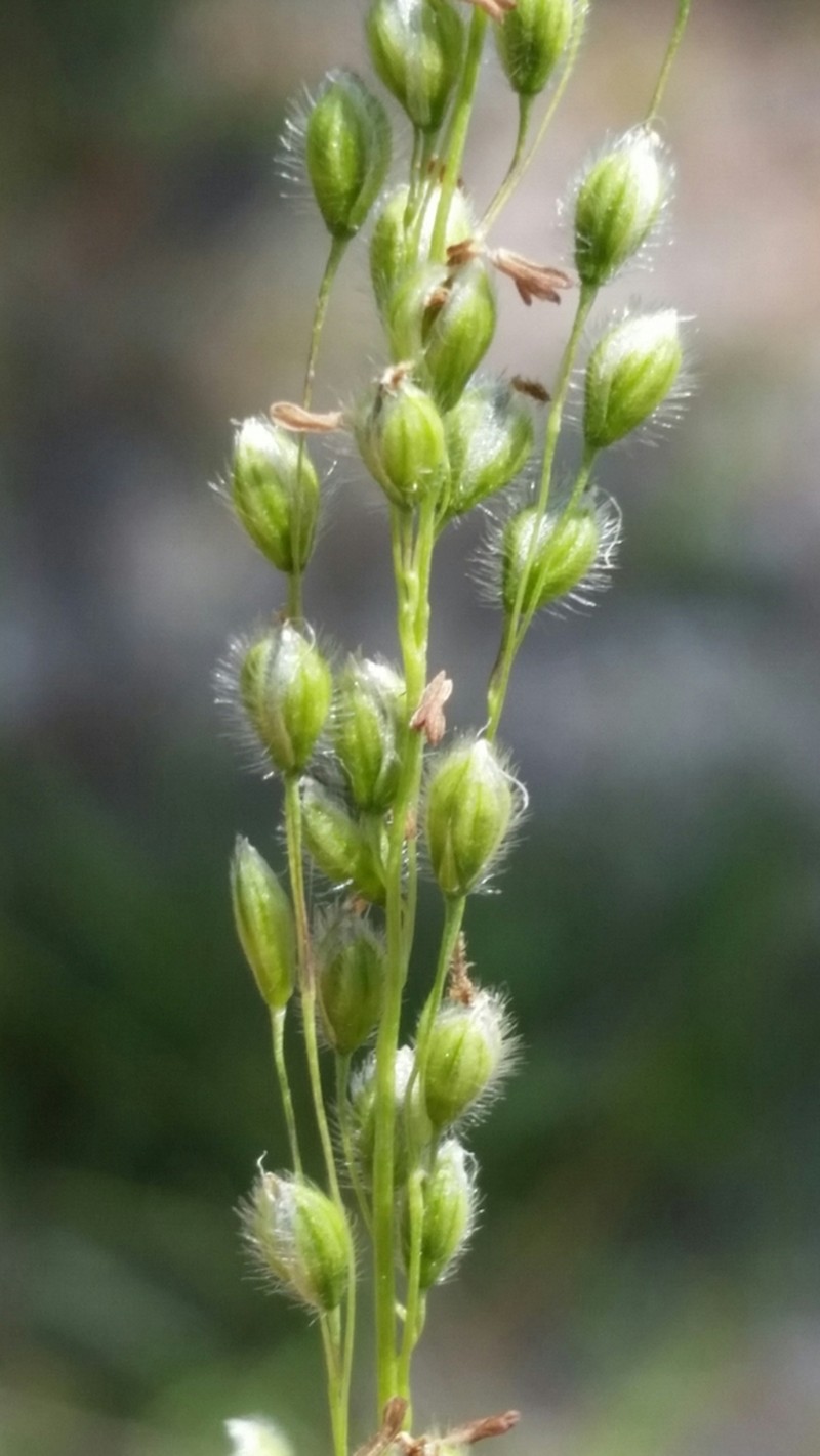Green Silkyscale photo 5