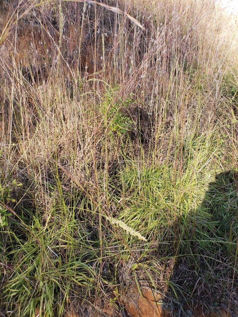 Green Silkyscale photo 6