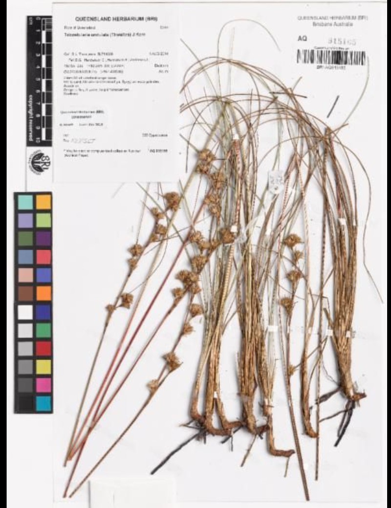 Anthelepis clarksonii