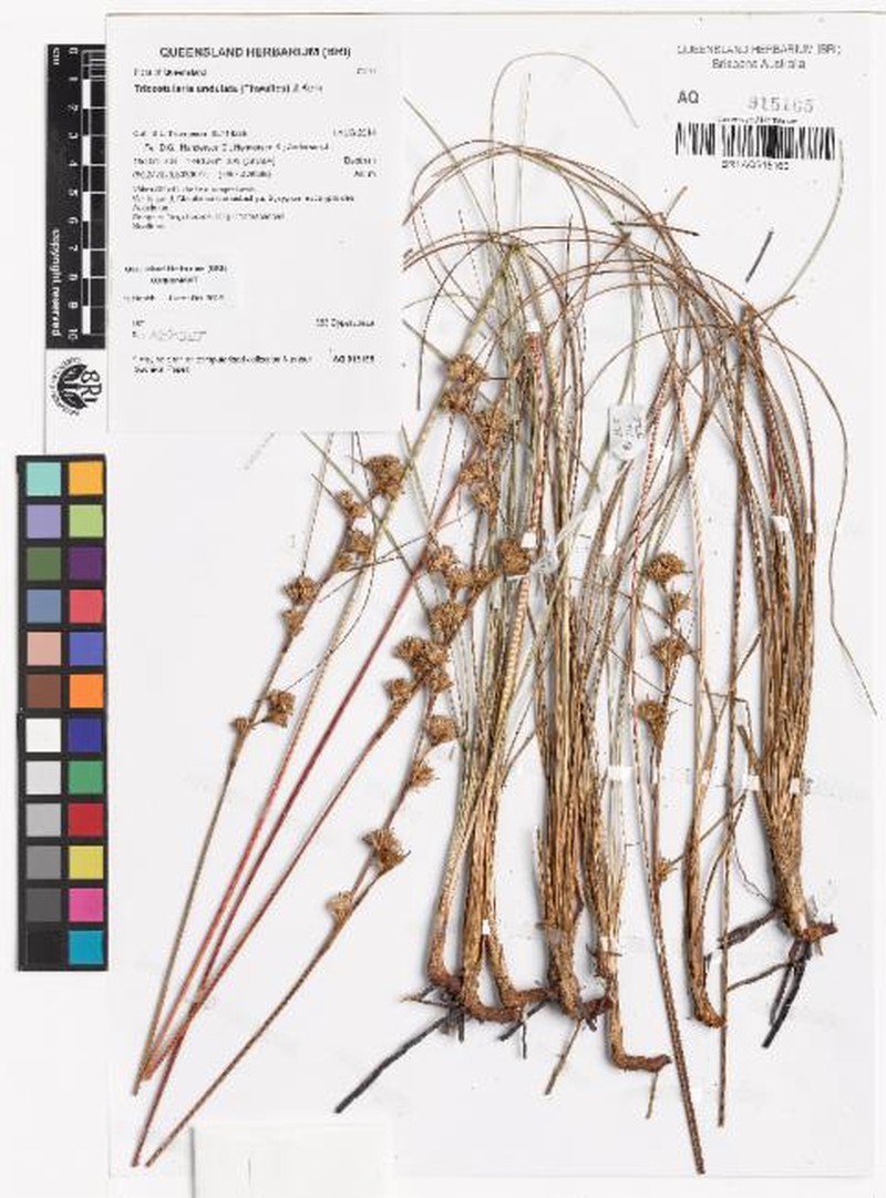 Anthelepis clarksonii photo 2