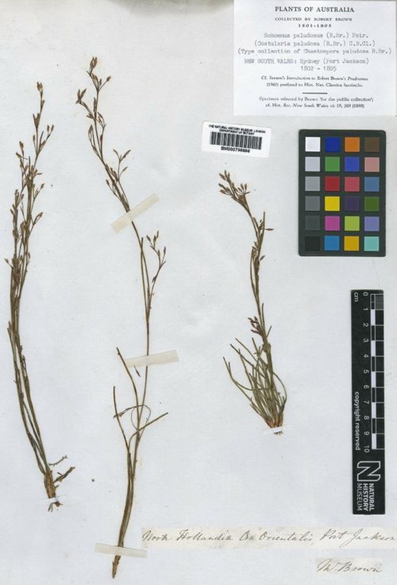 Anthelepis paludosa