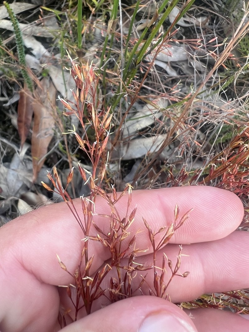 Anthelepis paludosa photo 3