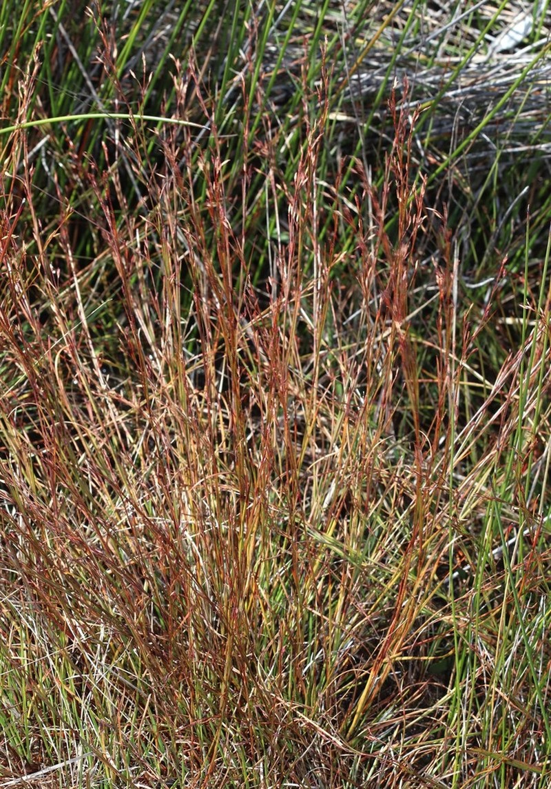 Anthelepis paludosa photo 4