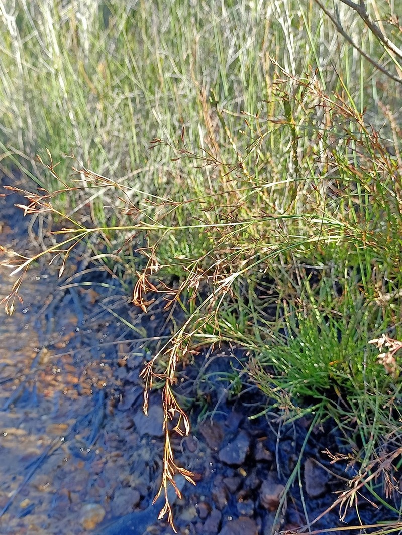 Anthelepis paludosa photo 5