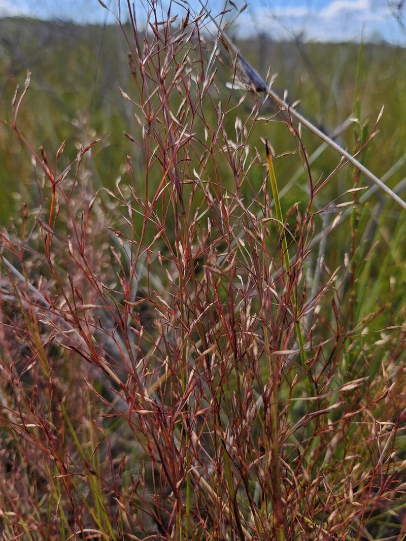 Anthelepis paludosa photo 6
