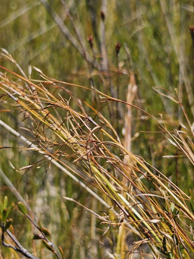 Anthelepis paludosa photo 7