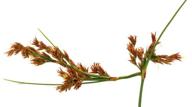 Anthelepis undulata photo 2