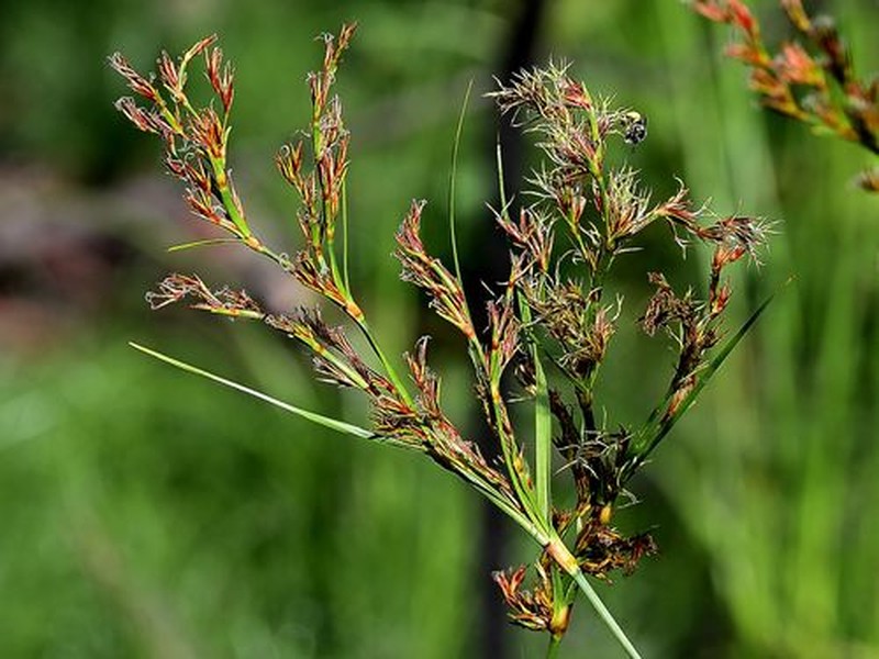 Anthelepis undulata photo 4