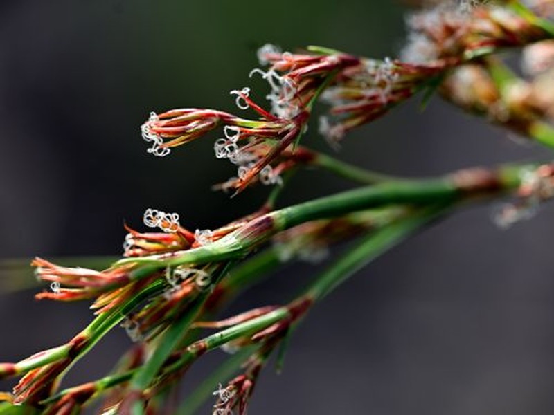 Anthelepis undulata photo 5