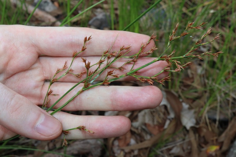 Anthelepis undulata photo 6