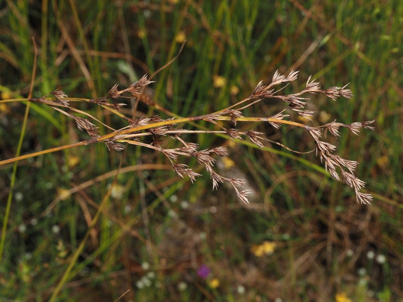Anthelepis undulata photo 7