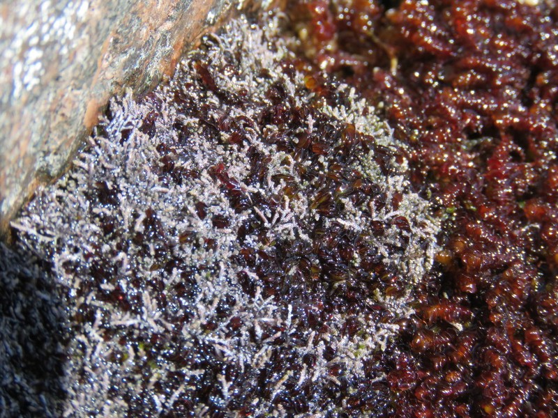 Anthelia juratzkana photo 6