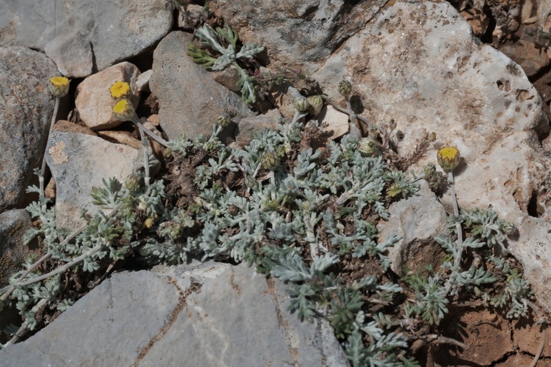 Anthemis abrotanifolia photo 2
