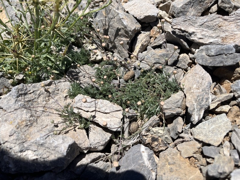 Anthemis abrotanifolia photo 5