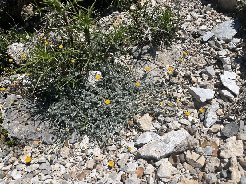 Anthemis abrotanifolia photo 6