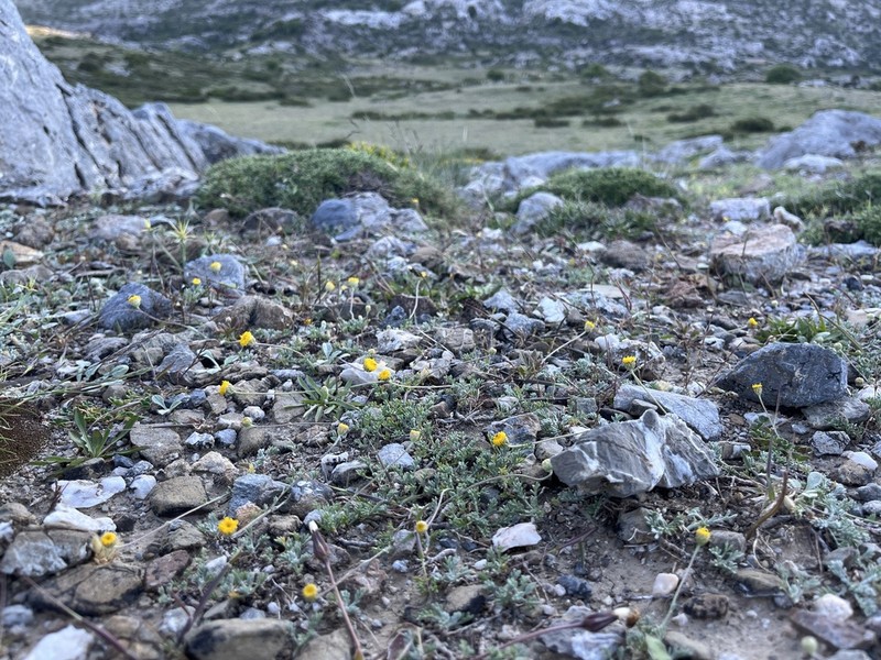 Anthemis abrotanifolia photo 7