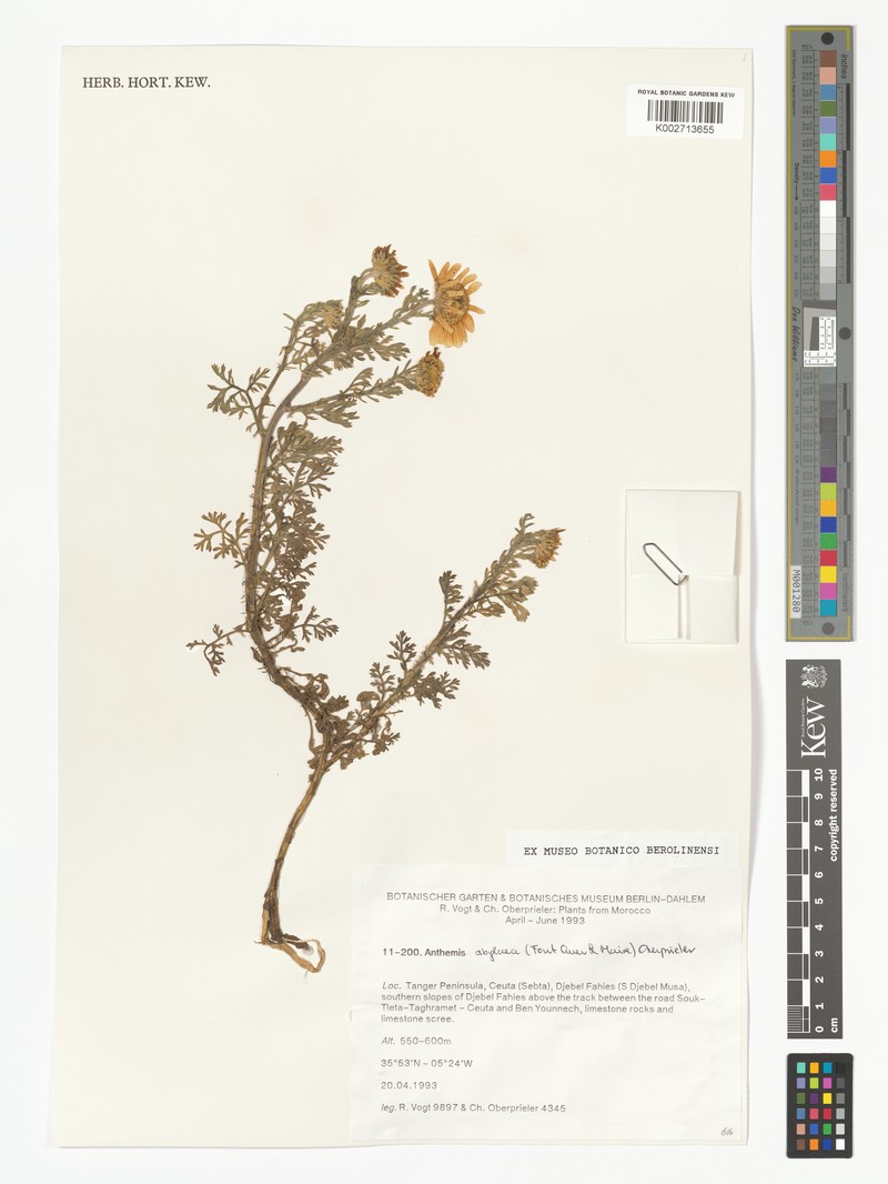Anthemis abylaea