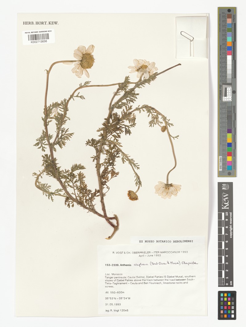 Anthemis abylaea photo 2